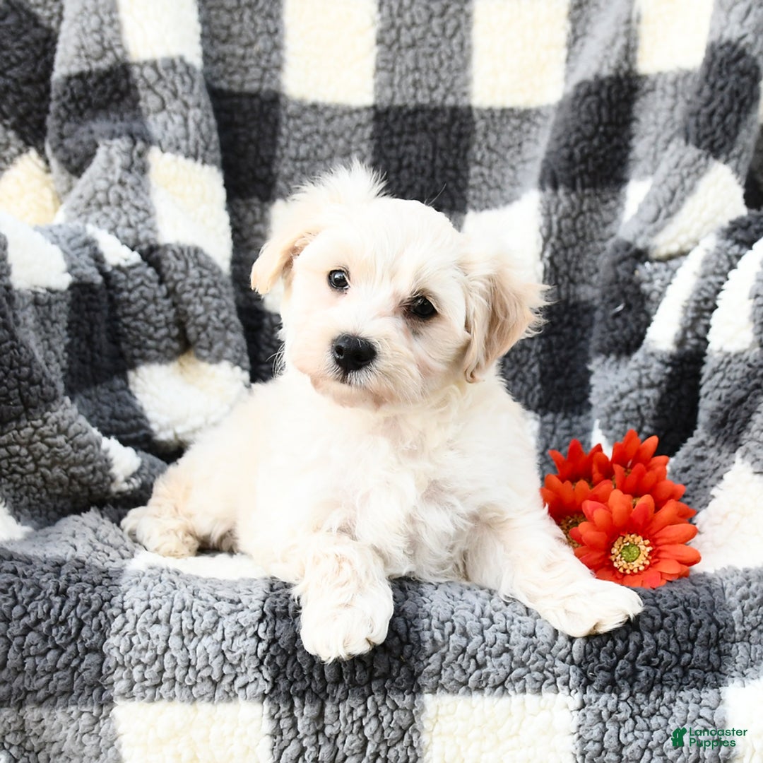 Maltipoo dogs for sale: Lucky - Image 1