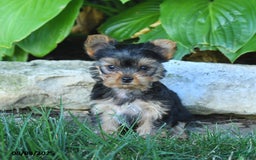 Yorkshire Terrier dogs for sale: Trixie - Image 5