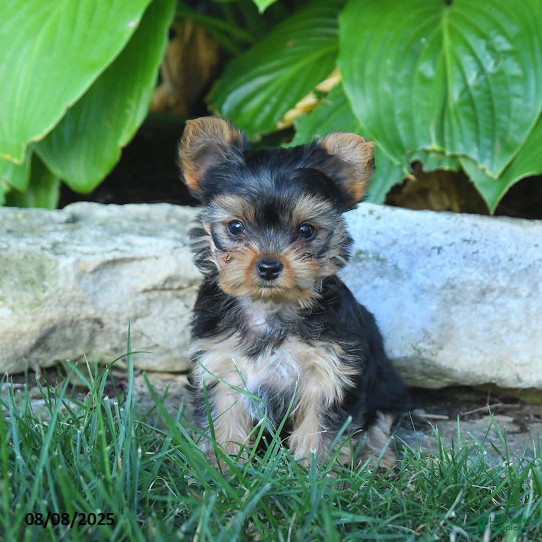 Yorkshire Terrier dogs for sale: Trixie - Image 5