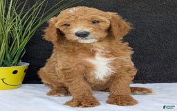 Goldendoodle dogs for sale: Zoey - Image 19