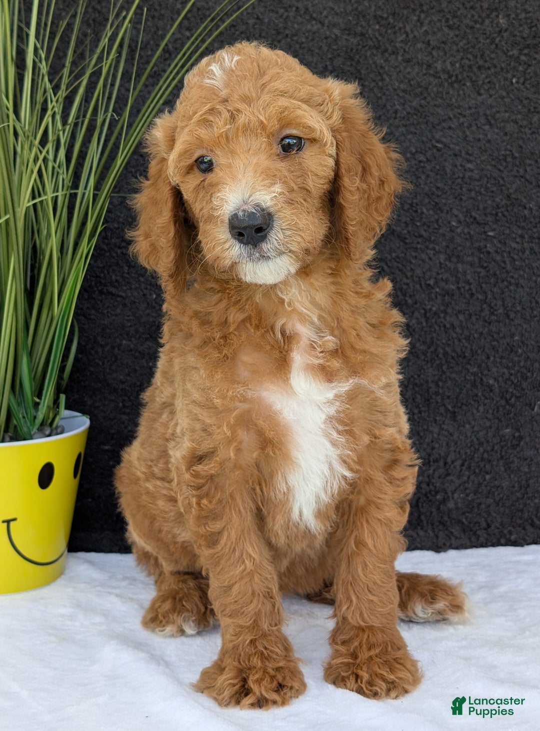 Goldendoodle dogs for sale: Zoey - Image 19
