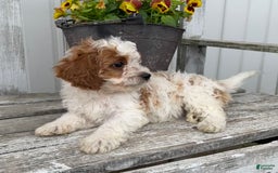 Cavapoo dogs for sale: Cassidy - Image 7