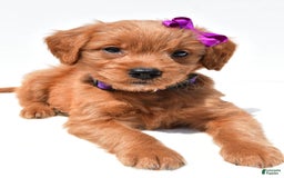 Mini Goldendoodle dogs for sale: Tiny - Image 4
