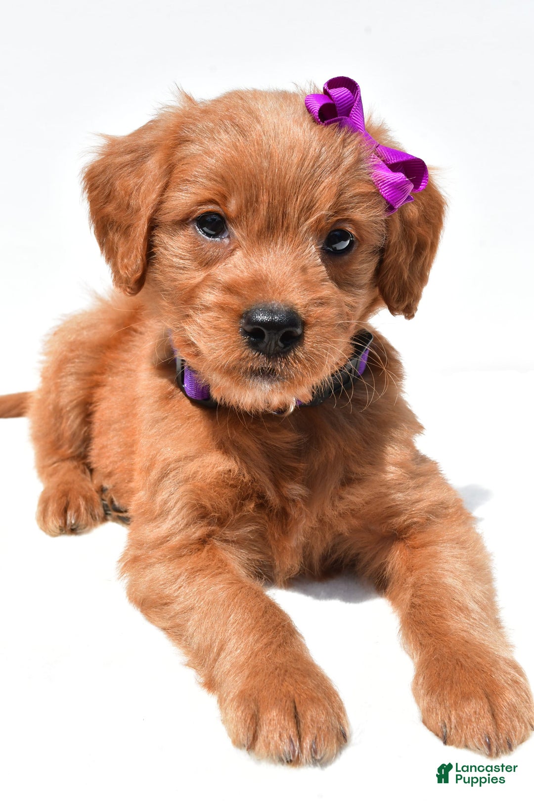 Mini Goldendoodle dogs for sale: Tiny - Image 4