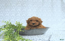 Mini Goldendoodle dogs for sale: Marshall - Image 9