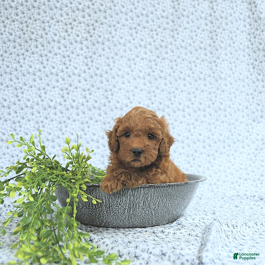 Mini Goldendoodle dogs for sale: Marshall - Image 9