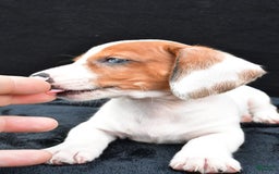 Miniature Dachshund dogs for sale: Jerry - Image 3