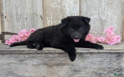 categoriesInfo:categoryAttributeOptions.pets.dogs.breed.belgianGroenendael dogs for sale: Ivy - Image 2