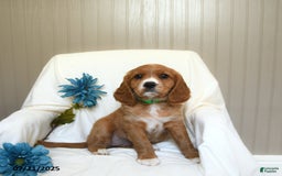 Miniature Golden Retriever dogs for sale: Rache - Image 3