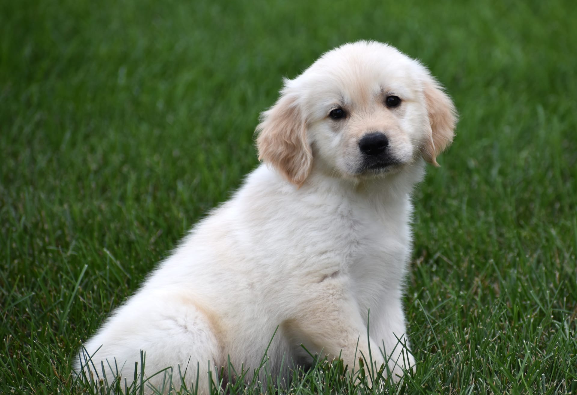 Golden Retriever dogs for sale: Tank - Image 3
