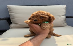 Toy Poodle dogs for sale: Frankie - Image 1