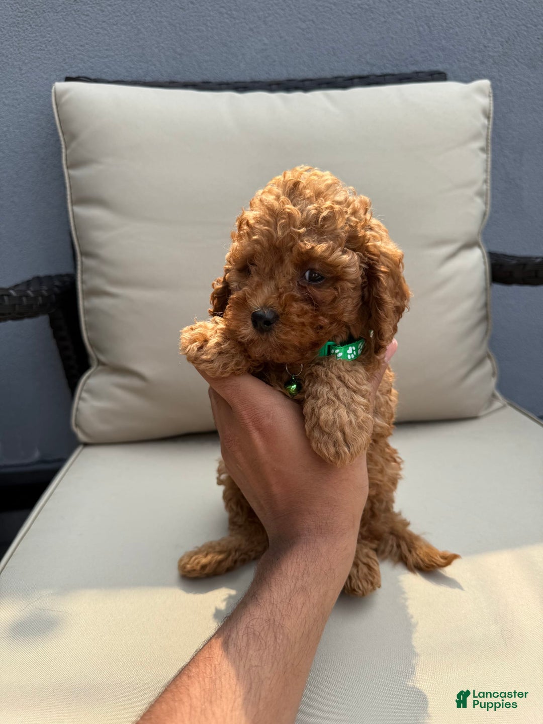 Toy Poodle dogs for sale: Frankie - Image 1