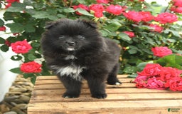 Pomeranian dogs for sale: Jelly Bean - Image 3