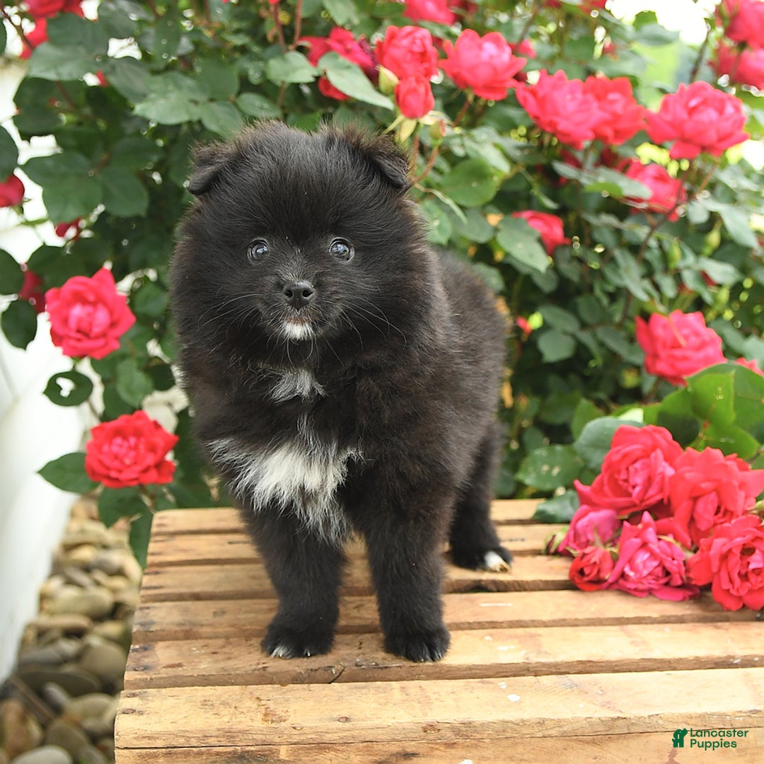 Pomeranian dogs for sale: Jelly Bean - Image 3