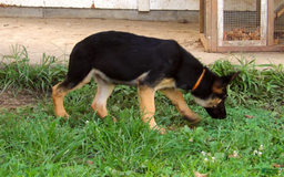 German Shepherd dogs for sale: Amarillo - Image 9