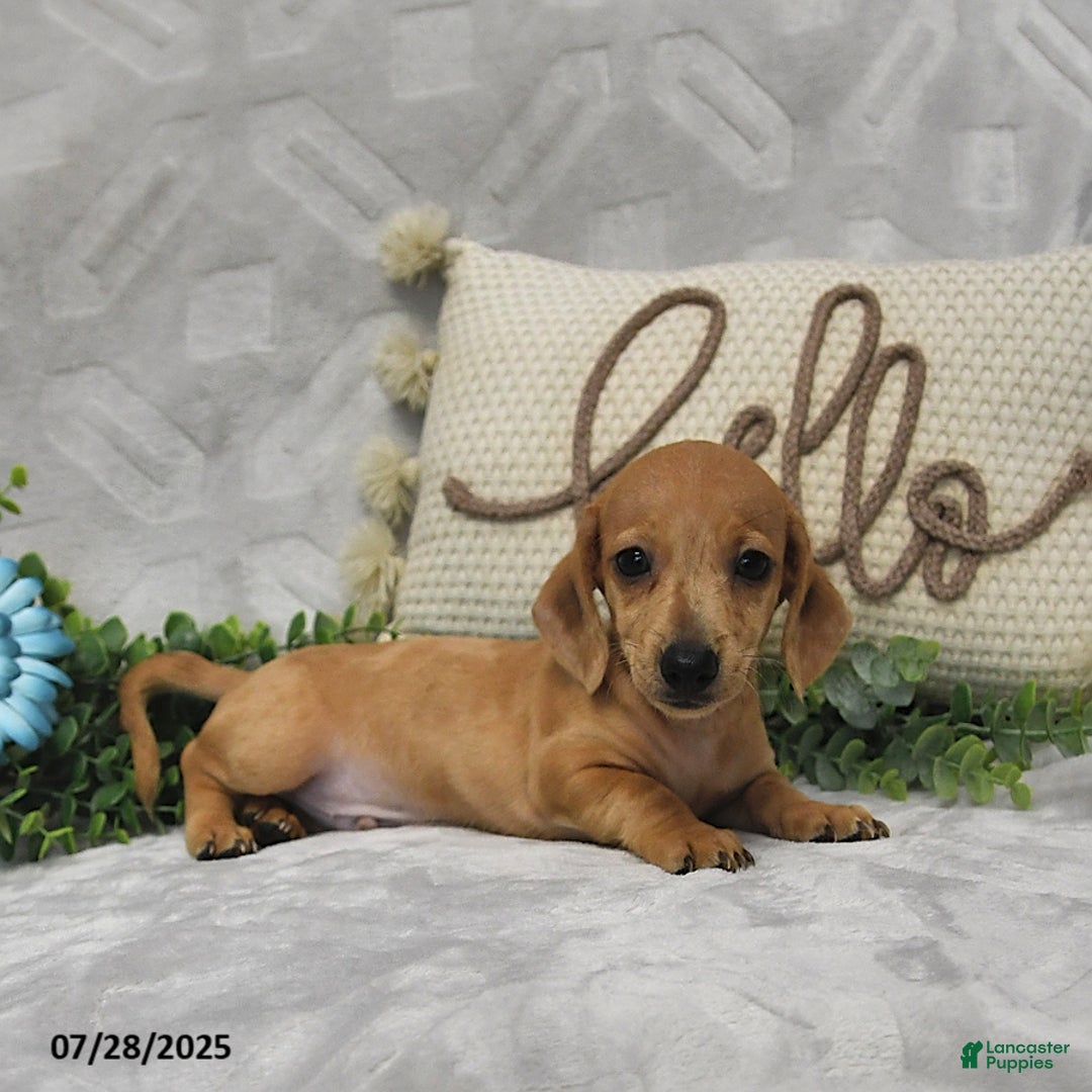 Miniature Dachshund dogs for sale: Dawson - Image 3