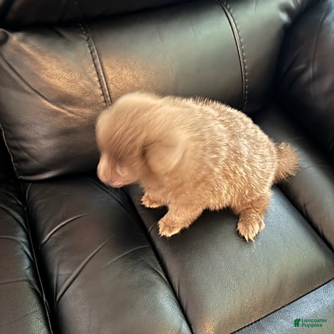 Pomeranian dogs for sale: Rodney Dangerfield - Image 2