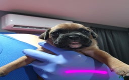 Boxer dogs for sale: Puppy Number Four - Image 1