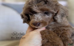 Standard Poodle dogs for sale: Amos - Image 7