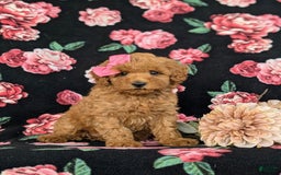 Bichpoo dogs for sale: Jessie - Image 5
