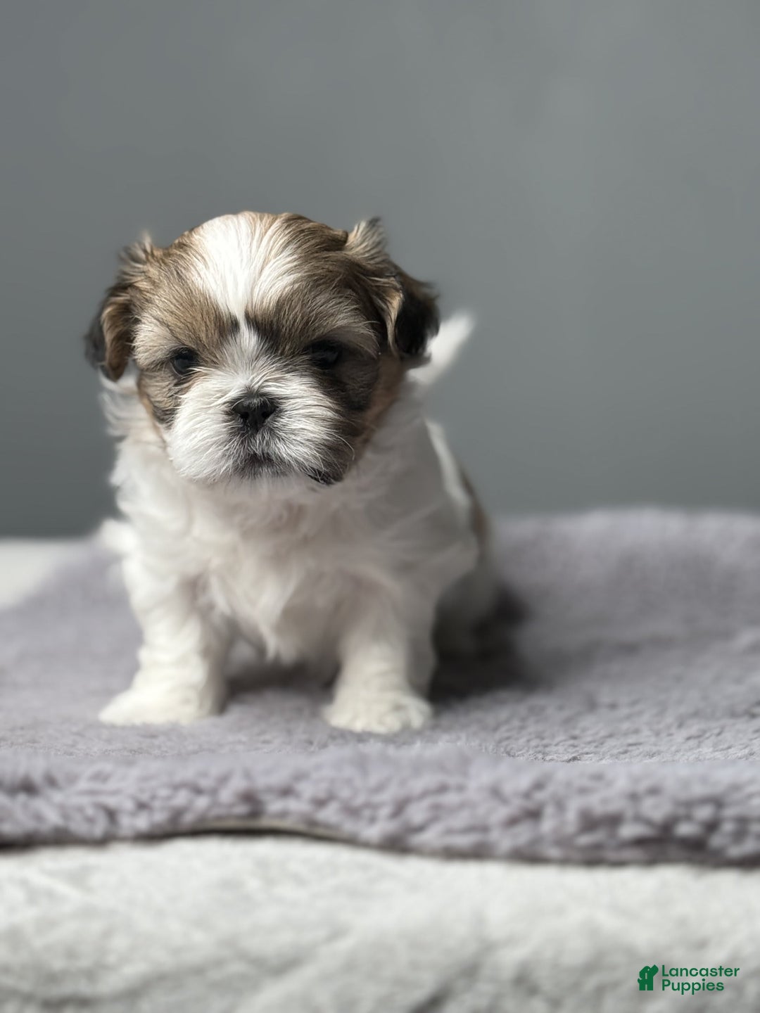 Shih Tzu dogs for sale: Bella - Image 4