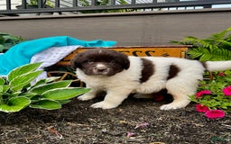 Newfoundland dogs for sale: Bonnie❤️akc❤️ - Image 5