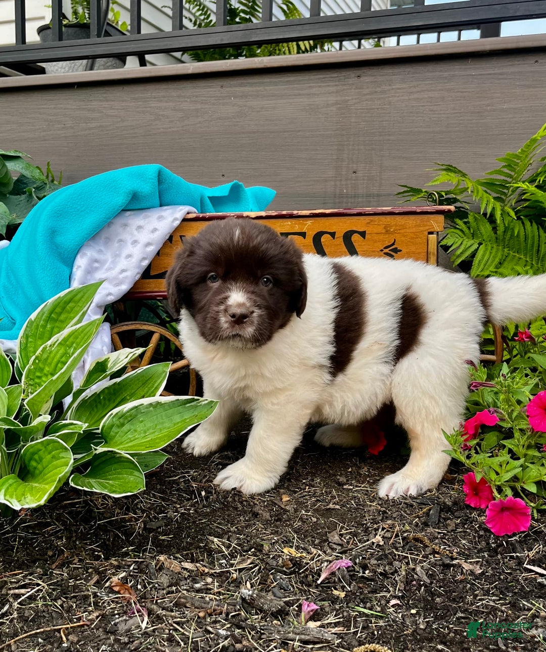 Newfoundland dogs for sale: Bonnie❤️akc❤️ - Image 5