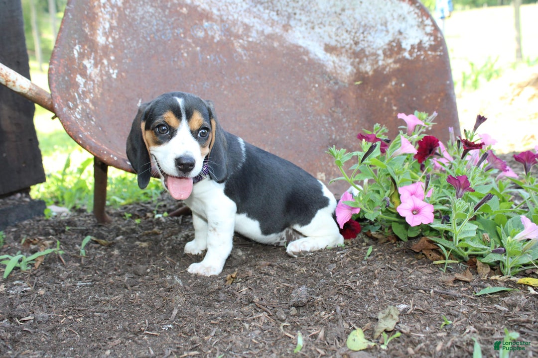 Beagle dogs for sale: Ria - Image 1