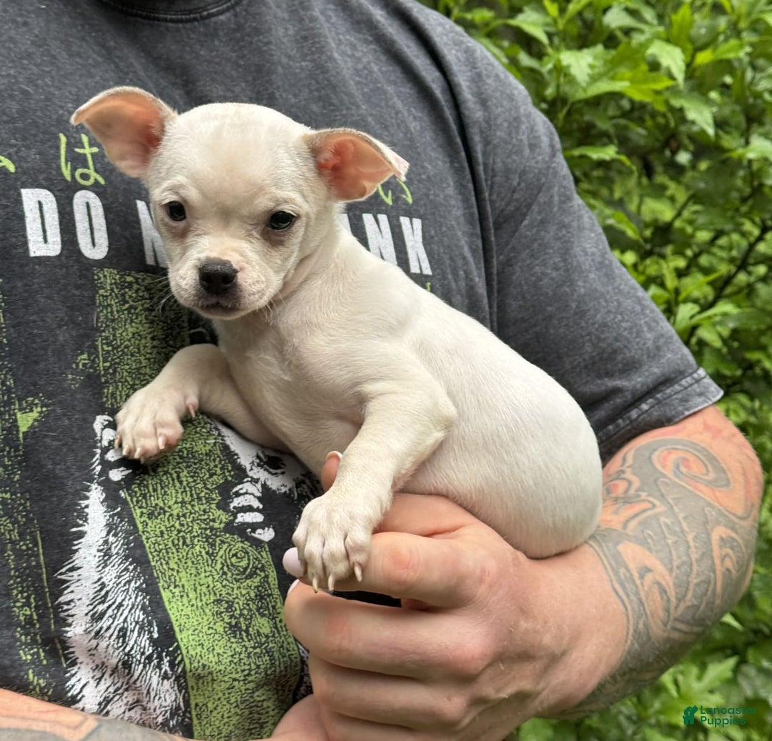 Chihuahua dogs for sale: Bianca - Image 10