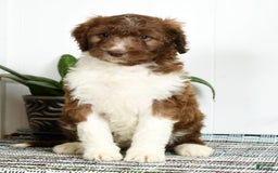 Aussiedoodle dogs for sale: Tammy - Image 4