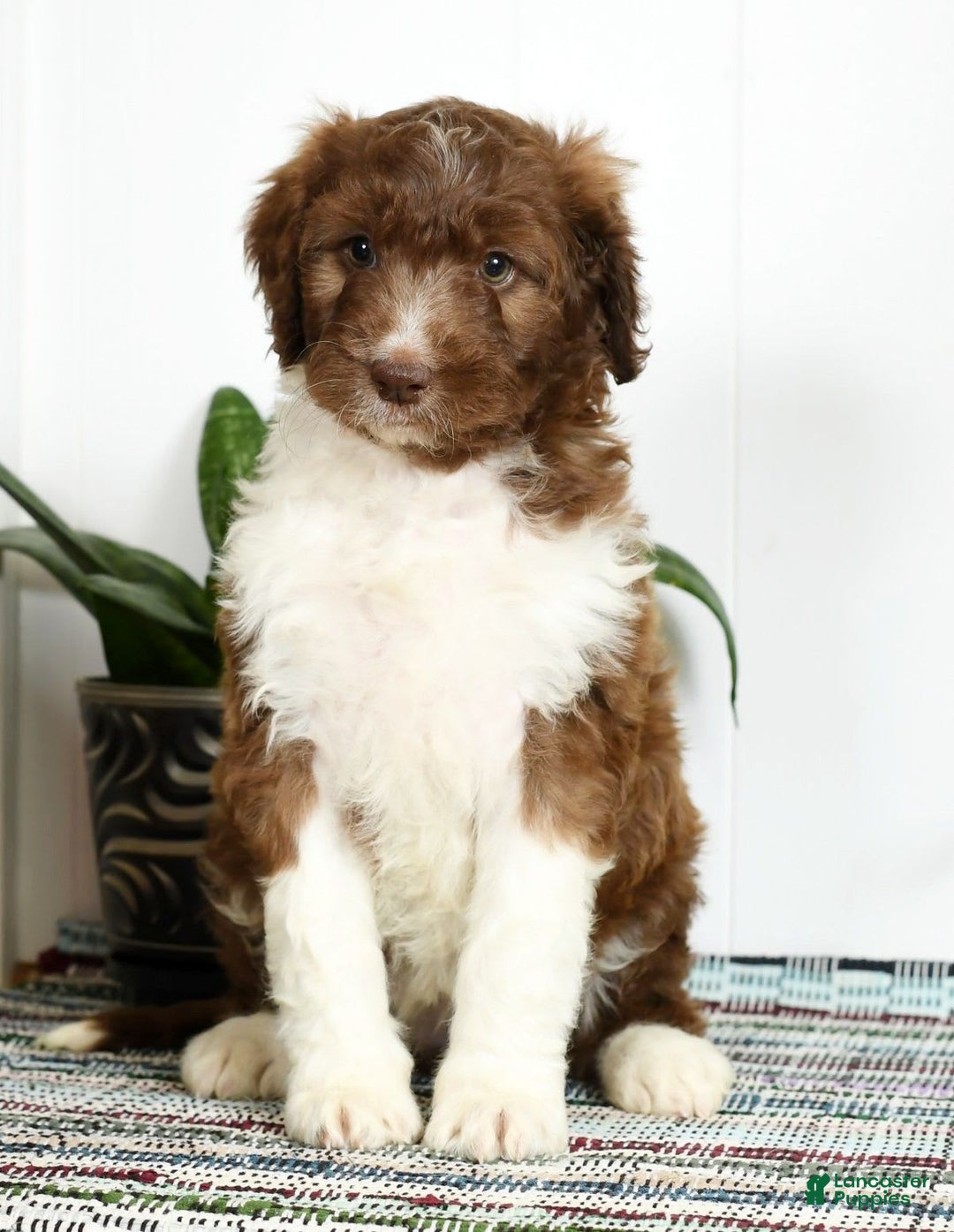 Aussiedoodle dogs for sale: Tammy - Image 4