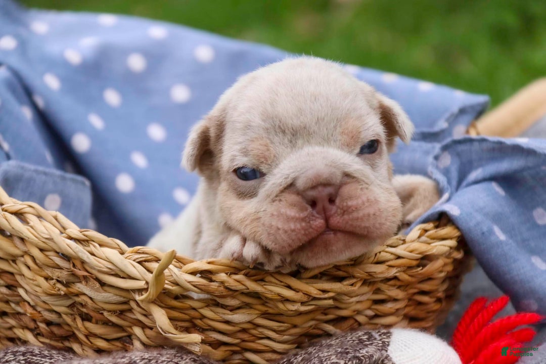 English Bulldog dogs for sale: Turbo - Image 18