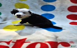 Border Collie dogs for sale: Bear - Image 8