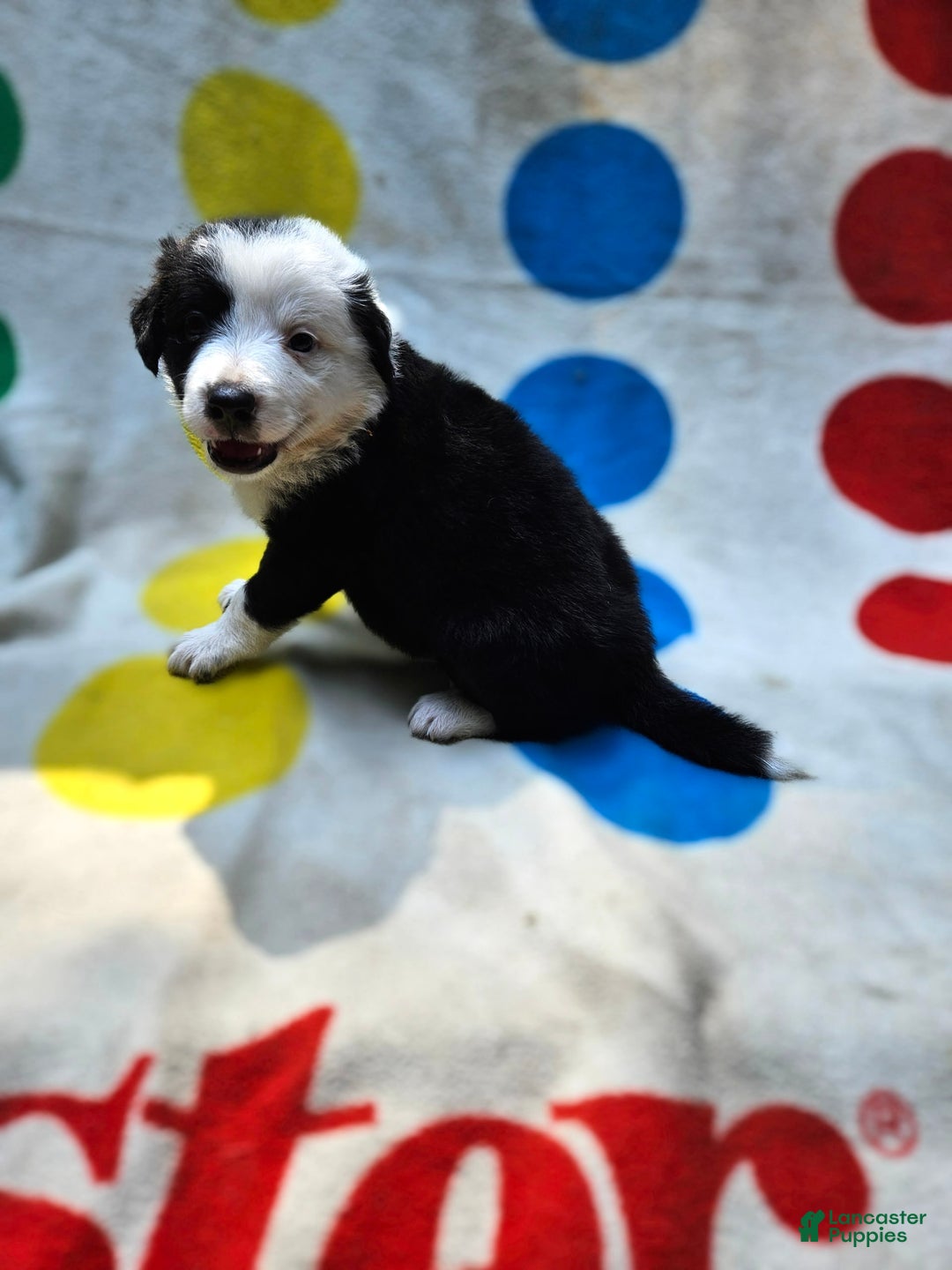 Border Collie dogs for sale: Bear - Image 8