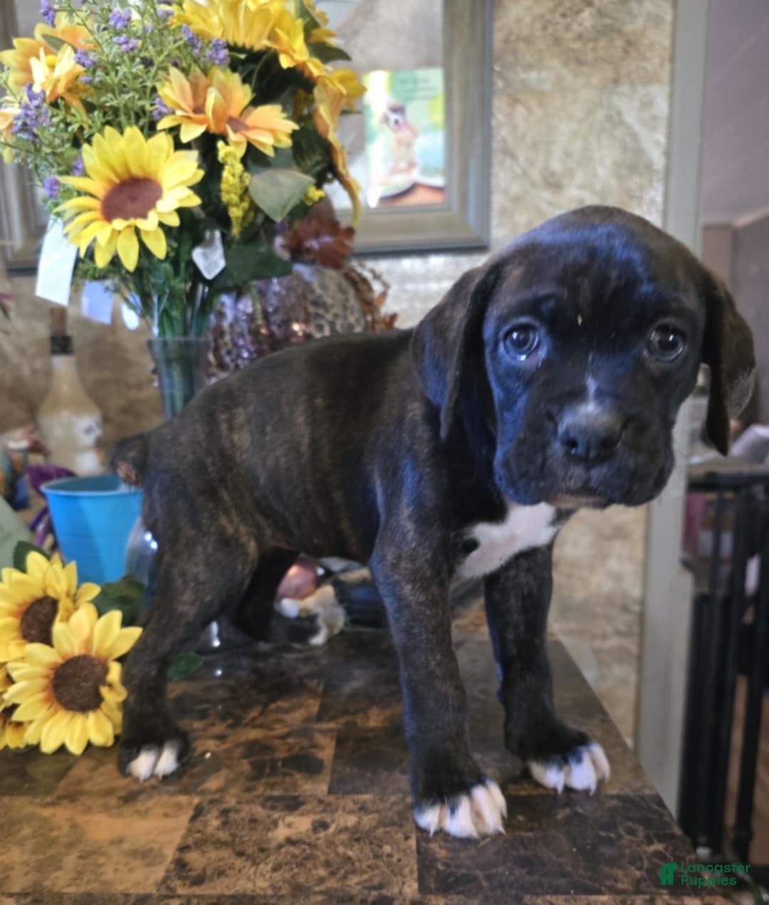 Boxer dogs for sale: Carly - Image 4