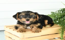 Yorkshire Terrier dogs for sale: Paisley - Image 4