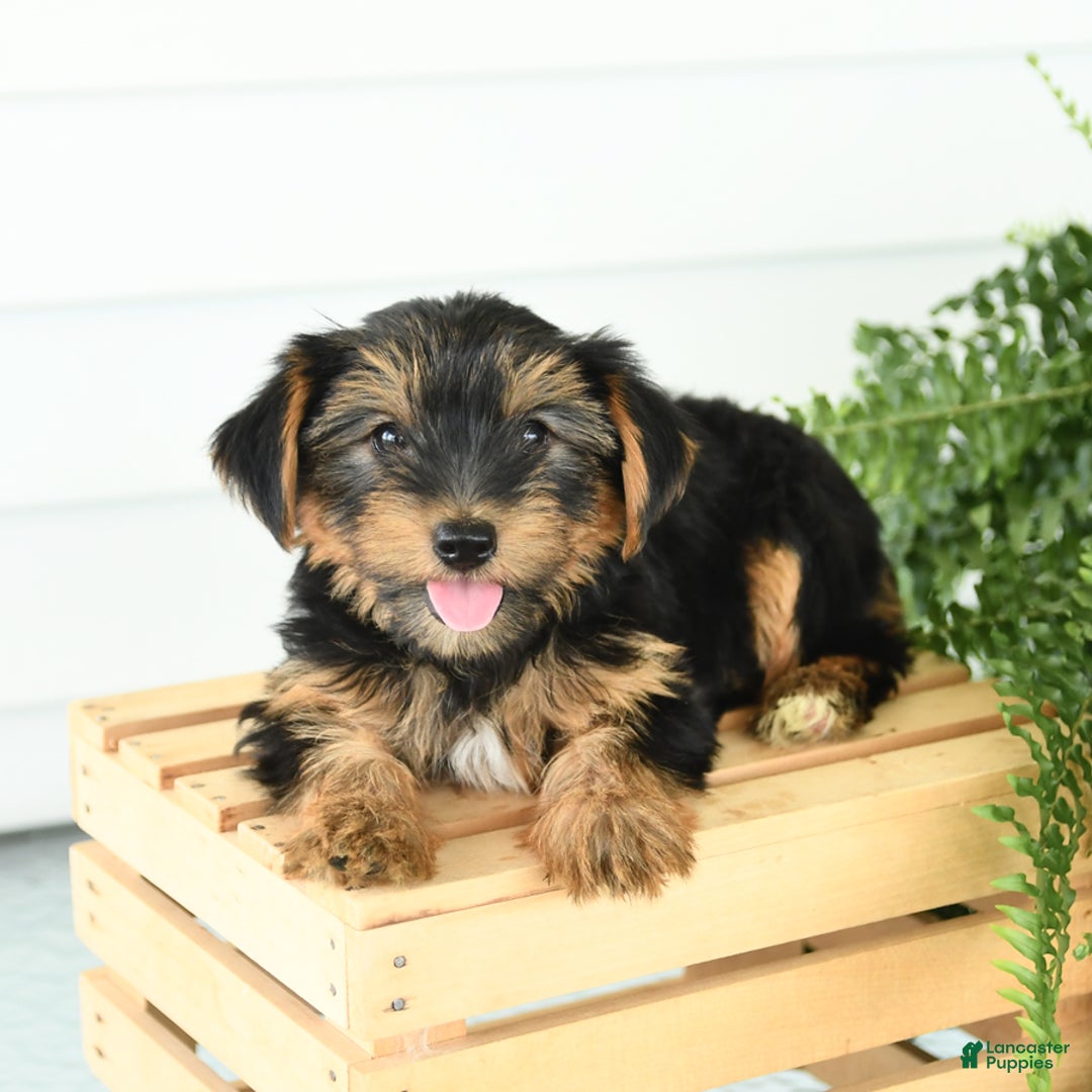 Yorkshire Terrier dogs for sale: Paisley - Image 4