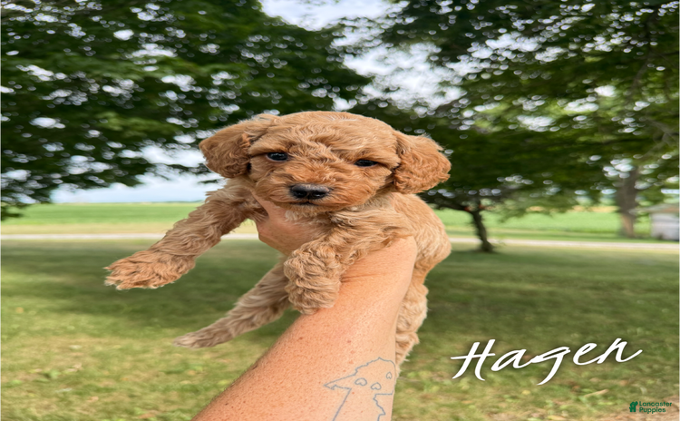 Cavapoo dogs for sale - Ad 5