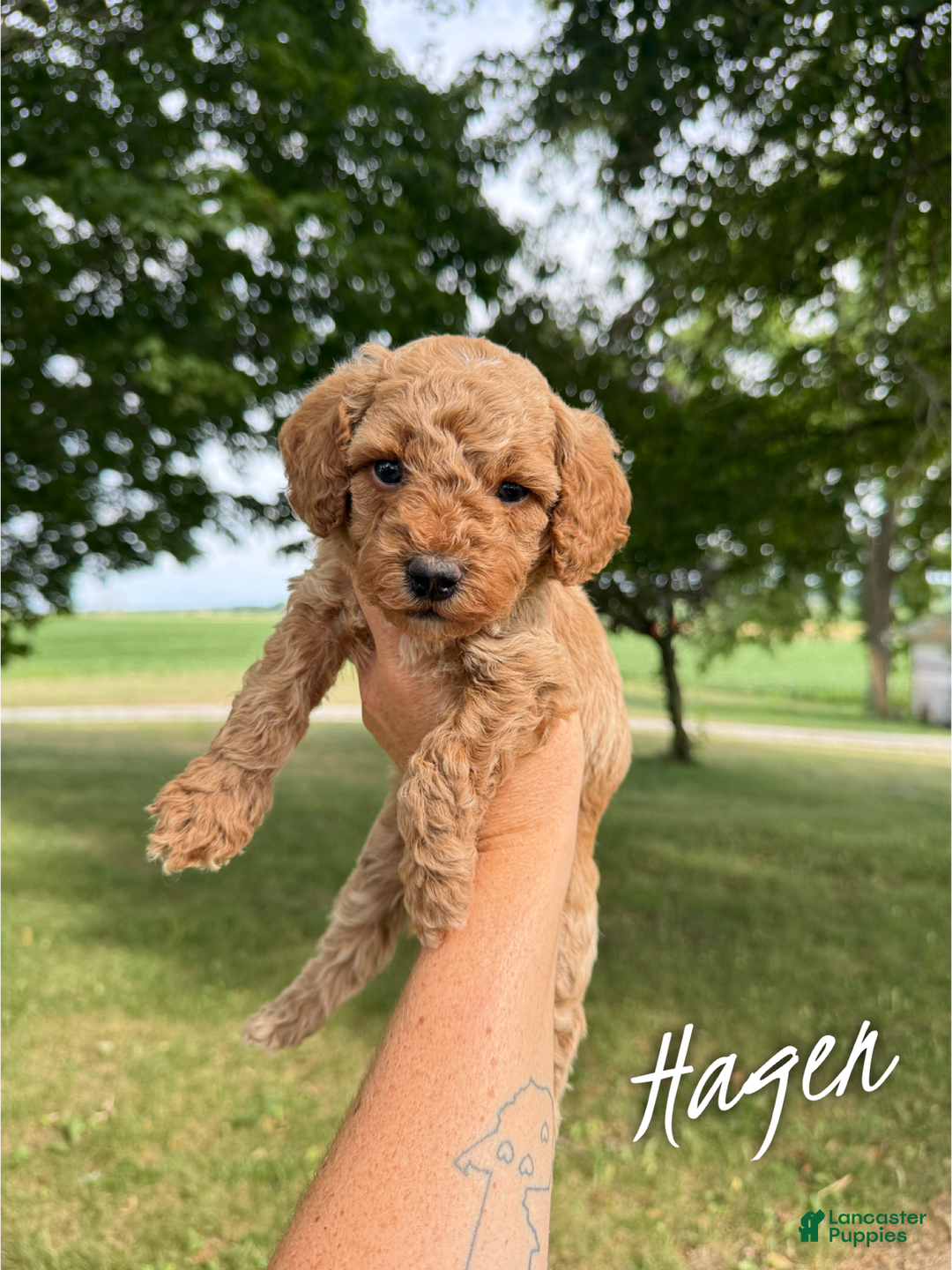 Cavapoo dogs for sale: Hagen - Image 1