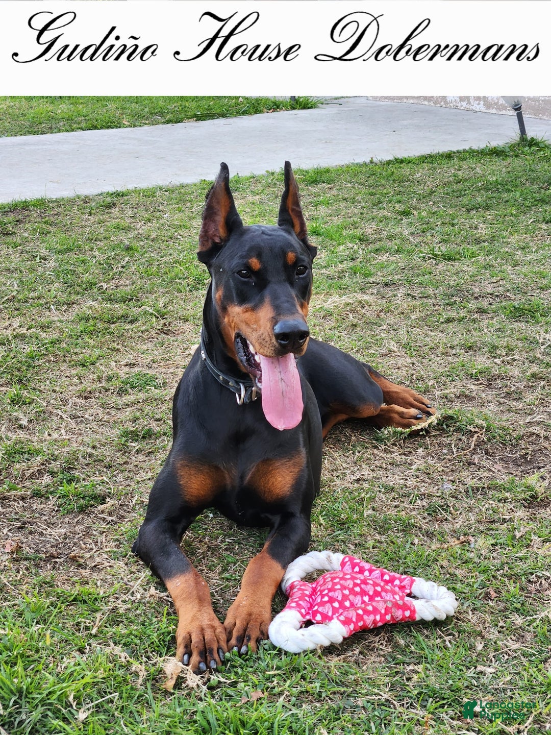 Doberman Pinscher dogs for sale: Blue Collar Female - Image 7