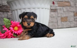 Yorkshire Terrier dogs for sale: Austin - Image 6