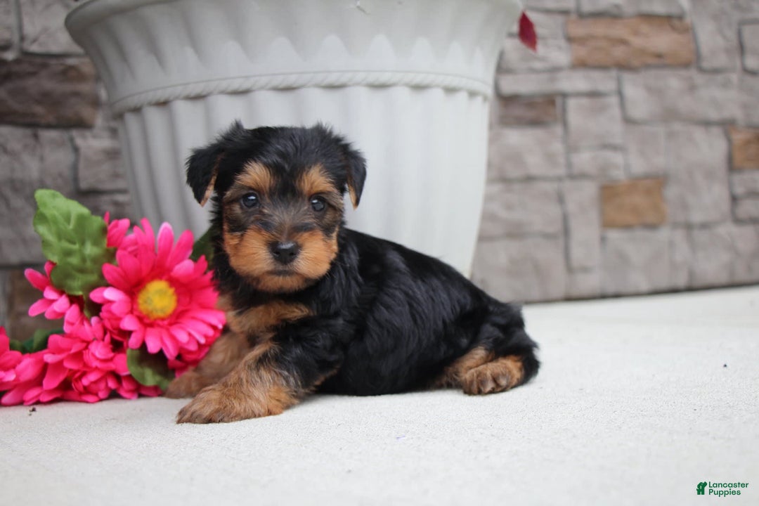 Yorkshire Terrier dogs for sale: Austin - Image 6