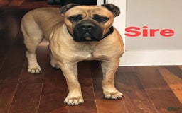Cane Corso dogs for sale: Draco - Image 7