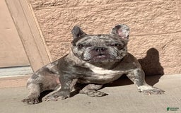 French Bulldog dogs for sale: Daisy - Image 4