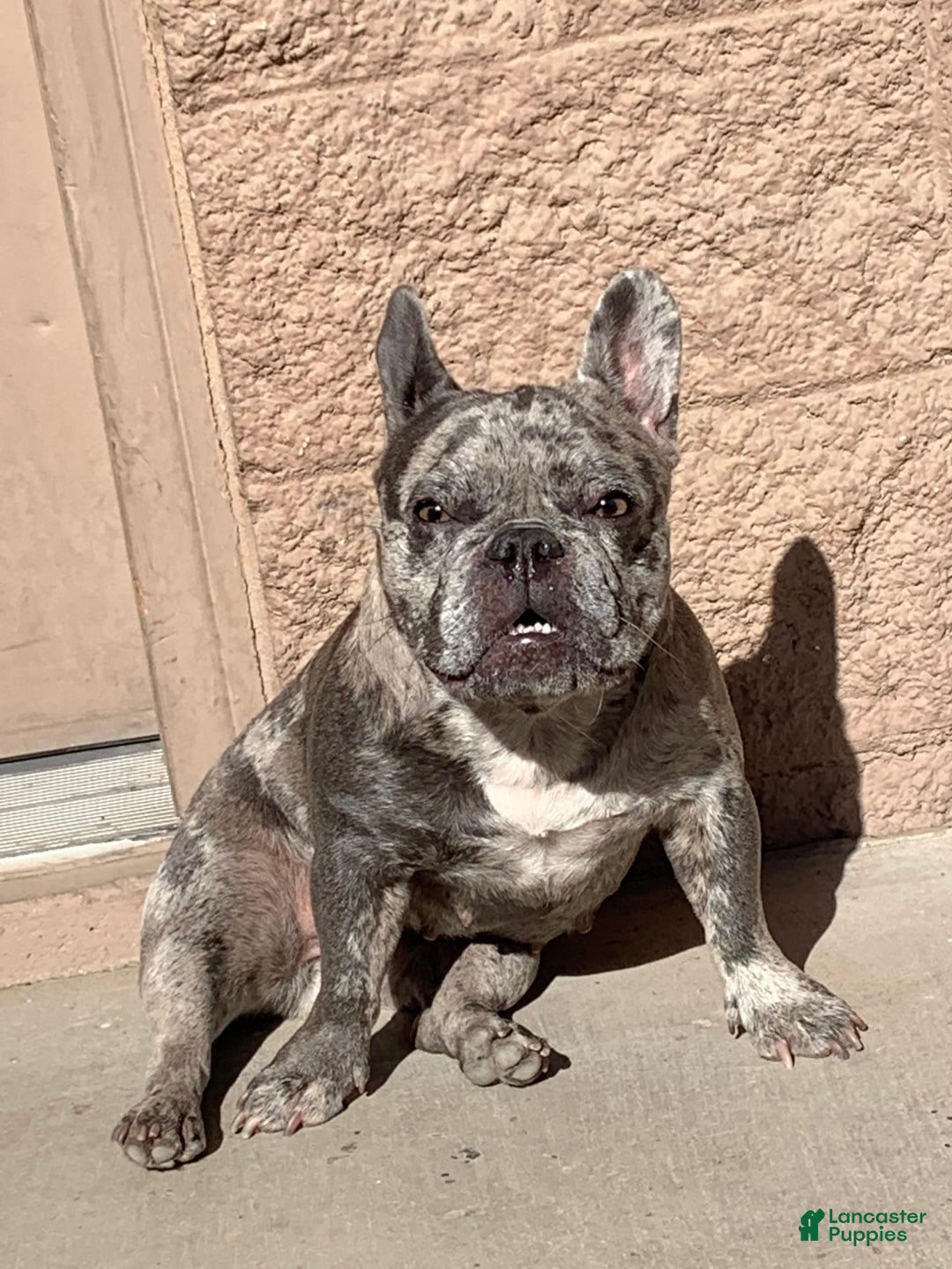 French Bulldog dogs for sale: Daisy - Image 4