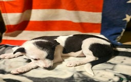 Border Collie dogs for sale: I-dog - Image 13