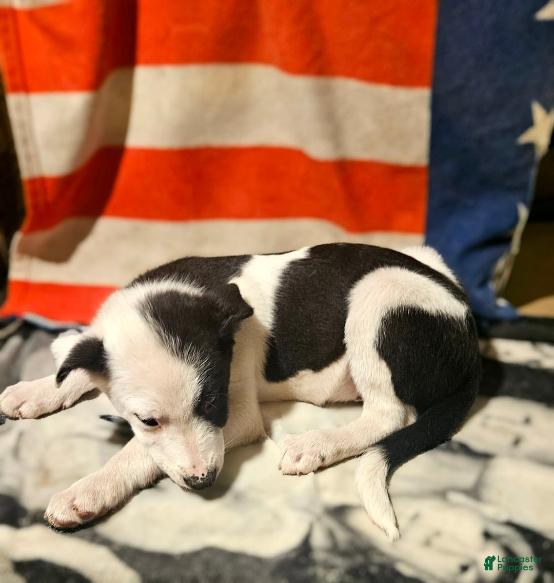 Border Collie dogs for sale: I-dog - Image 13