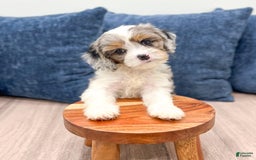 Cavapoo dogs for sale: Skylie - Image 5