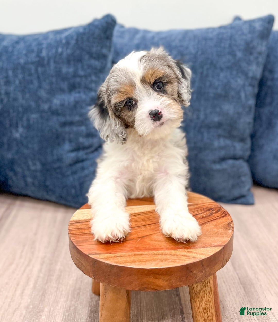Cavapoo dogs for sale: Skylie - Image 5