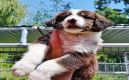 Border Collie dogs for sale: Allen - Image 2